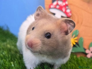 Hamster rodents Syrian Hamster Babies Males Females Pedigree - Advert 3