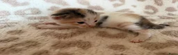 Mixed Breed cats for sale: Beautiful litter of kittens available! - Advert 2