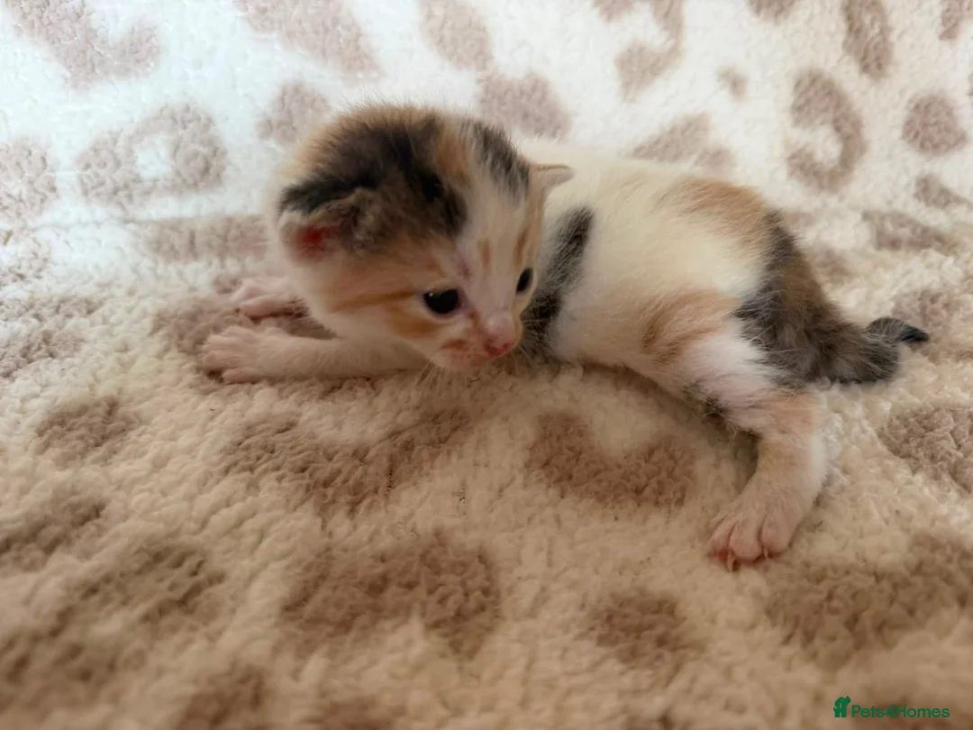 Mixed Breed cats for sale: Beautiful litter of kittens available! - Advert 2