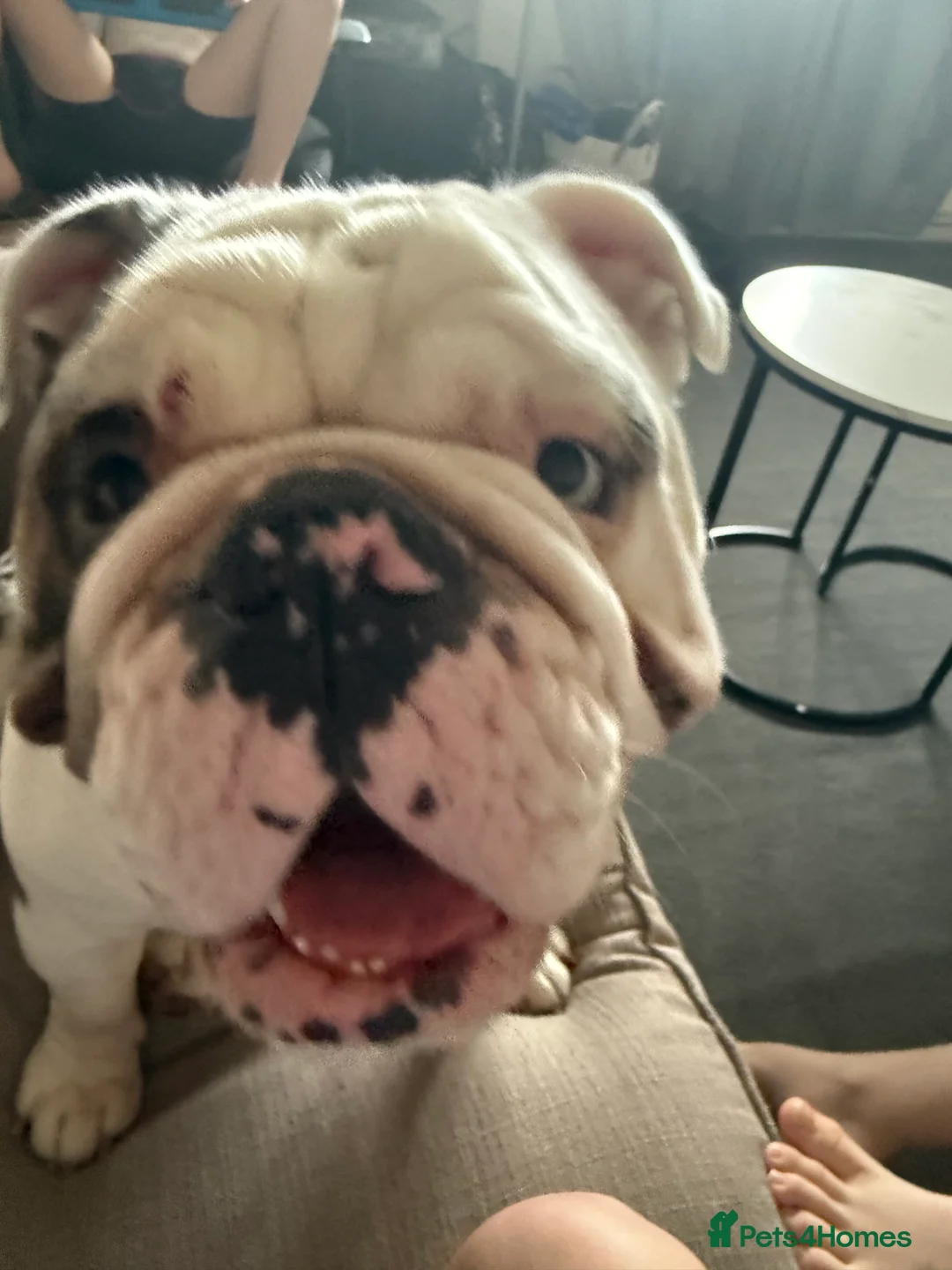 English Bulldog dogs for sale: Reggie looking for 5 star home  - Advert 18