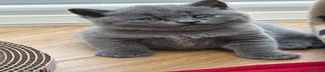 British Shorthair Kitten 4