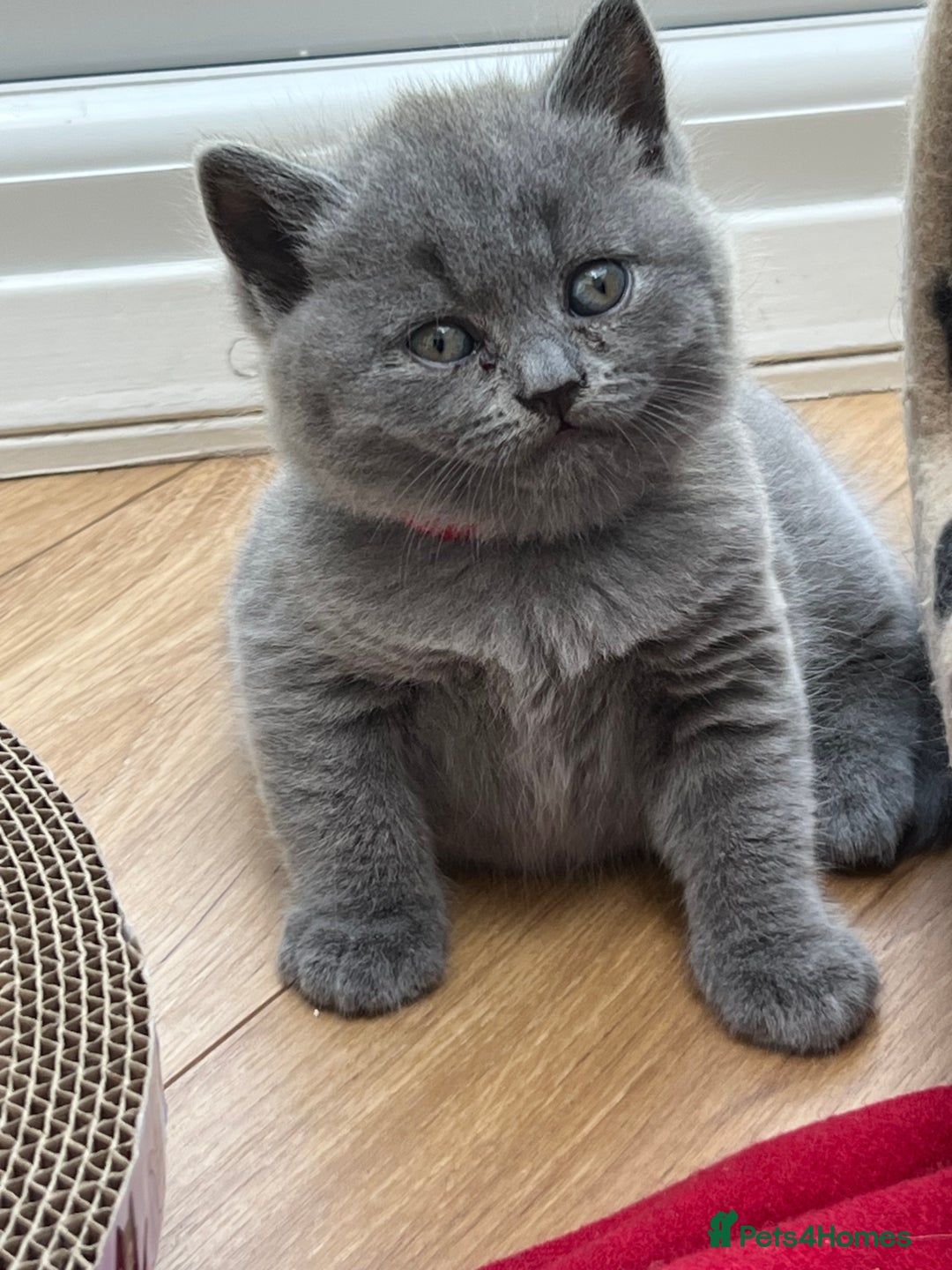 British Shorthair cats for sale: 5 playful blue British short hair kittens  - Image 6