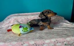 Dachshund dogs for sale: Miniature smooth kc registered daschund  - Image 4