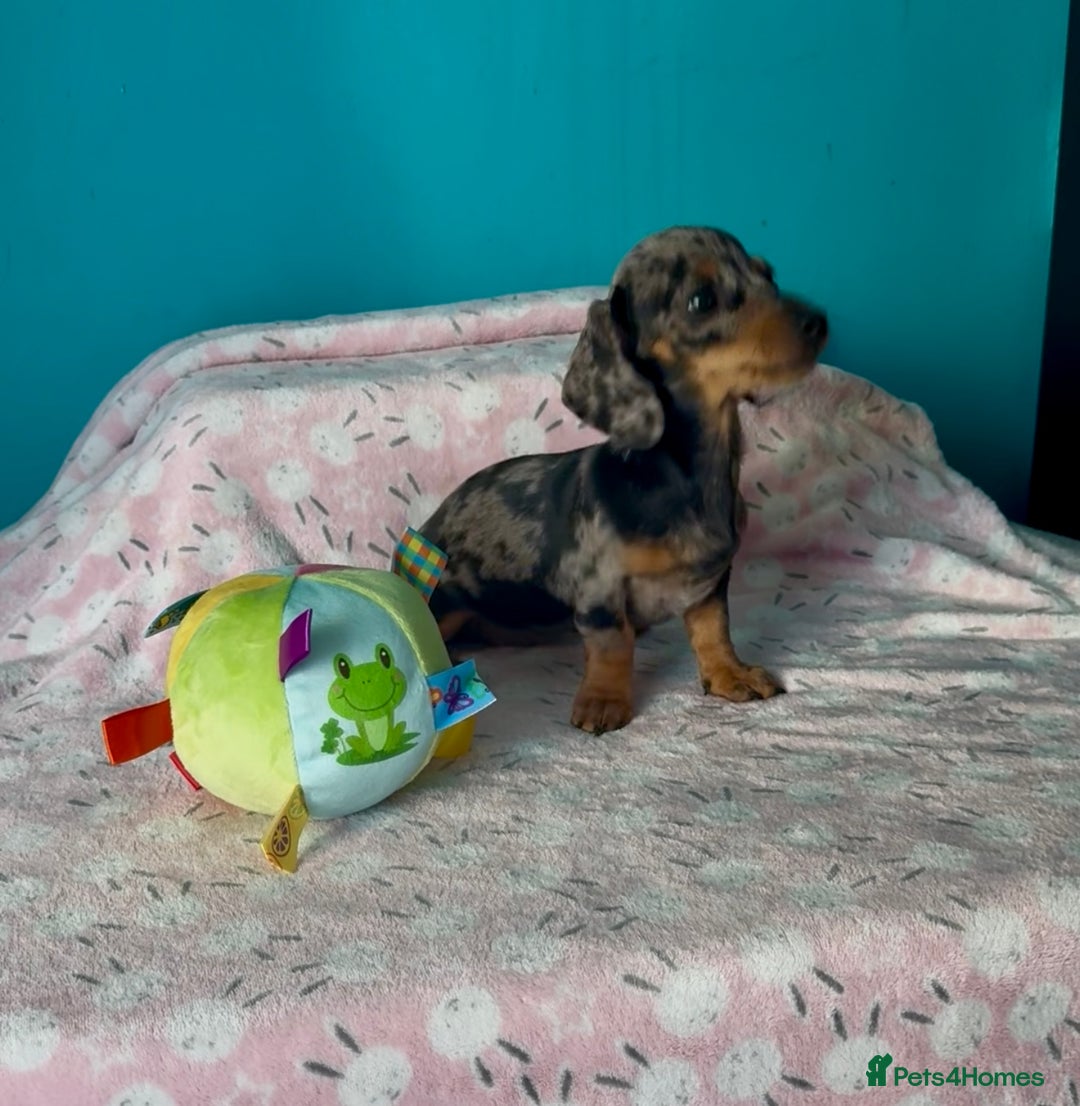 Dachshund dogs for sale: Miniature smooth kc registered daschund  - Image 4