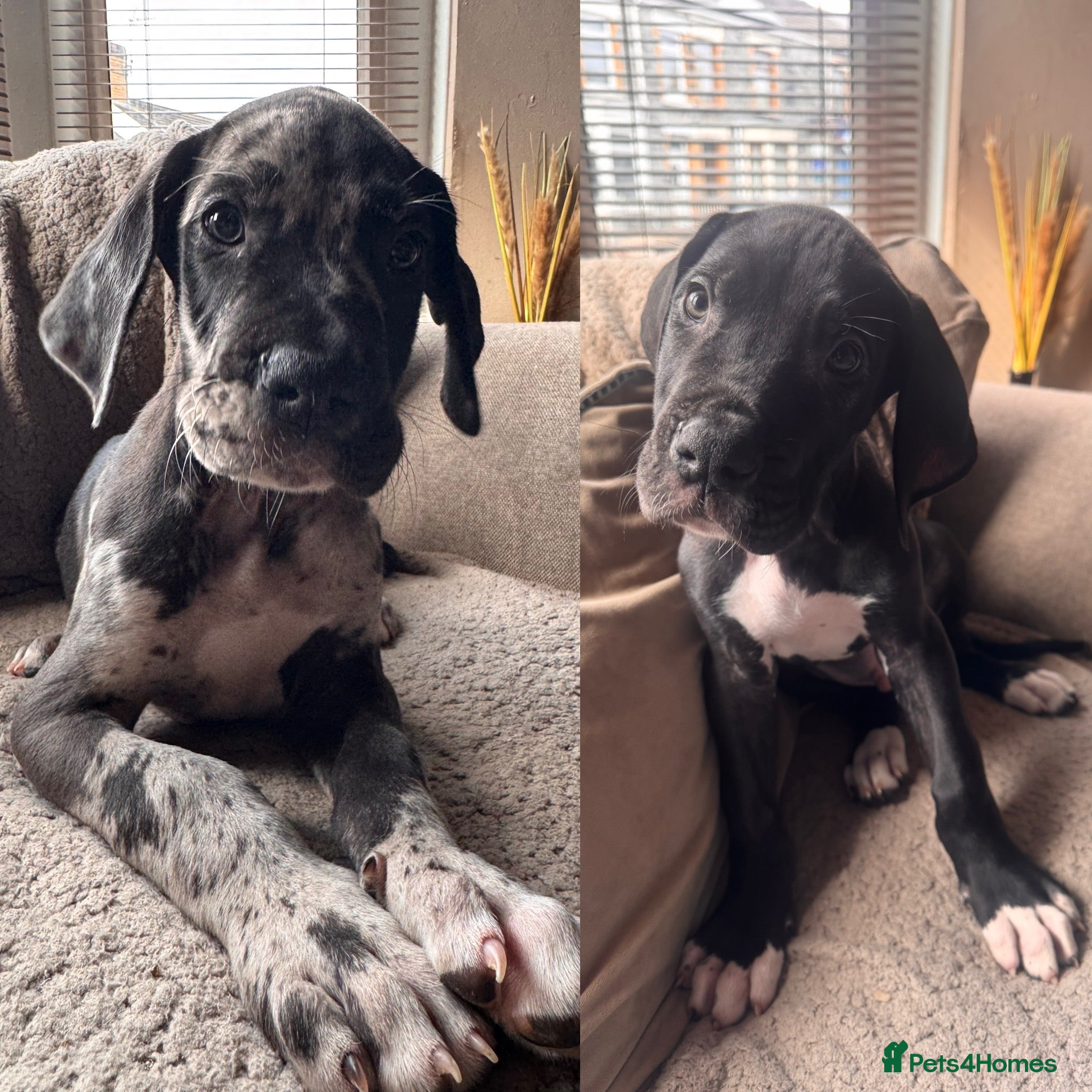 Great Dane dogs 2 KC registered Great Danes boys left - Advert 3