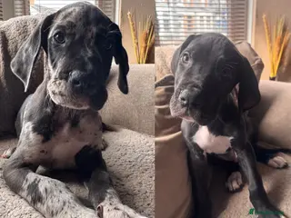 Great Dane dogs 2 KC registered Great Danes boys left - Advert 3