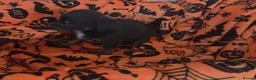 Mixed Breed dogs for sale: Beautiful puppy's ready for adoption  in Salisbury - Advert 6