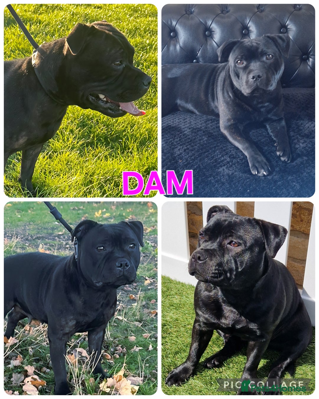 Staffordshire Bull Terrier dogs for sale: 4 Kc Reg Staffordshire Bull Terrier Females 🩷 - Advert 2