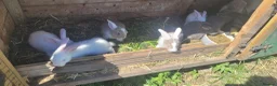 Mixed Breed rabbits for sale: Continetal  giant - Advert 7