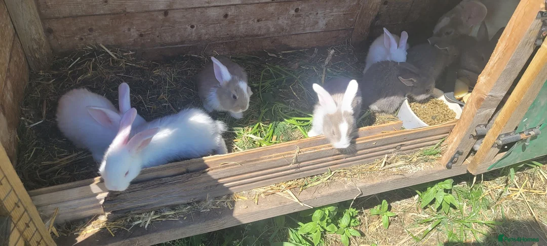 Mixed Breed rabbits for sale: Continetal  giant - Advert 7