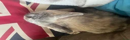 Mini Lop rabbits for sale: Beautiful mini lop bunnies ❤️ - Advert 9