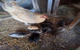 Chickens poultry for sale: Chickens and chicks for sale  - Image 1