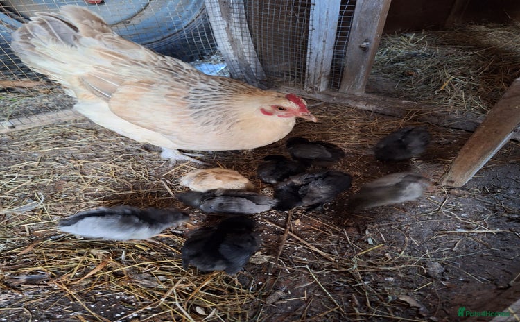 Chickens poultry - Advert 9