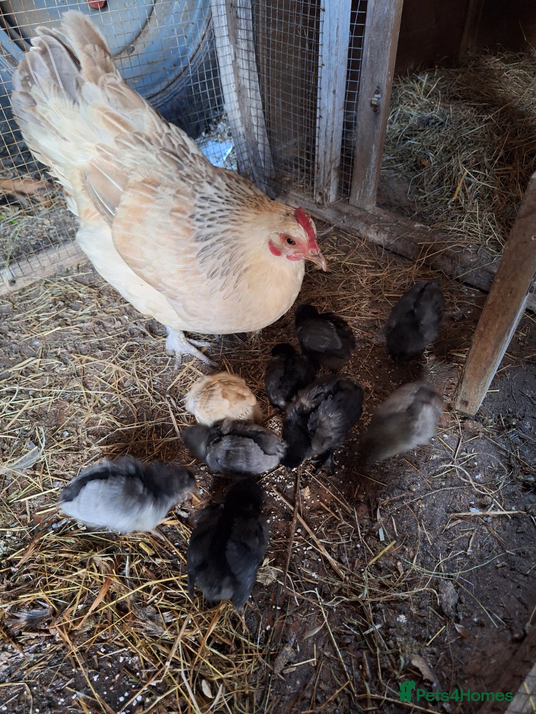 Chickens poultry for sale: Chickens and chicks for sale  - Image 1