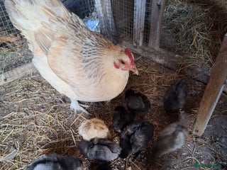 Chickens poultry for sale - Advert 1