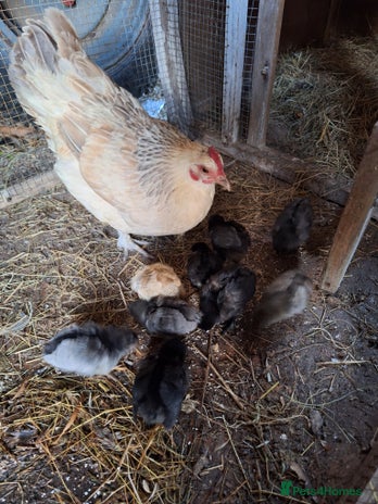 Chickens poultry - Advert 1