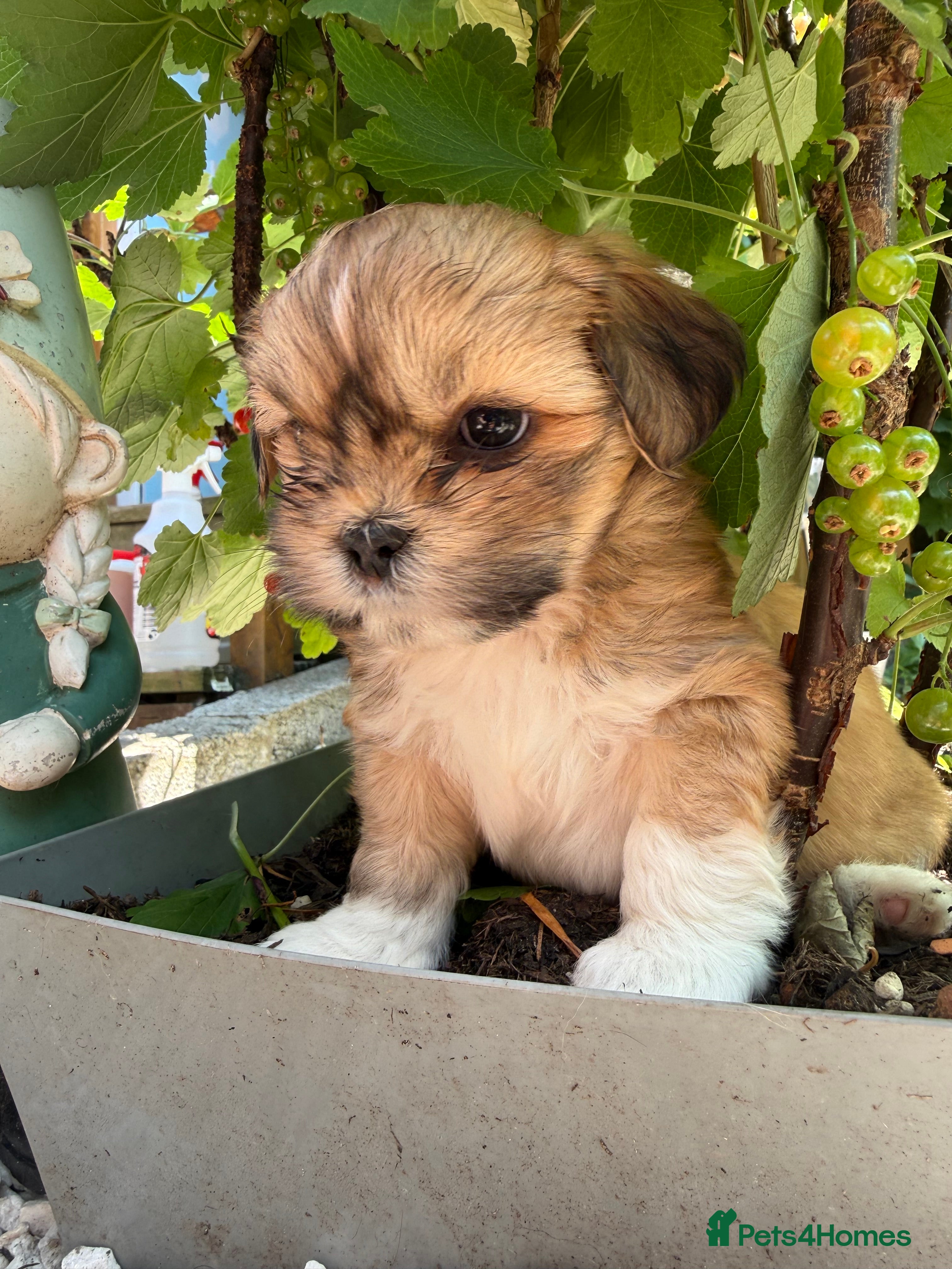 Lhasa Apso dogs Gorgeous Lhasa Apso KC registered  - Advert 2