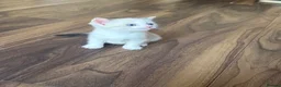 Scottish Fold cats for sale: 3 pure breed Scottish fold kittens in Thornton Heath - Advert 26