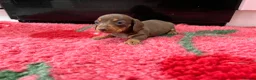 Miniature Dachshund dogs for sale: KC Reg Miniature Dachshund Puppies - PRA Clear  - Advert 7