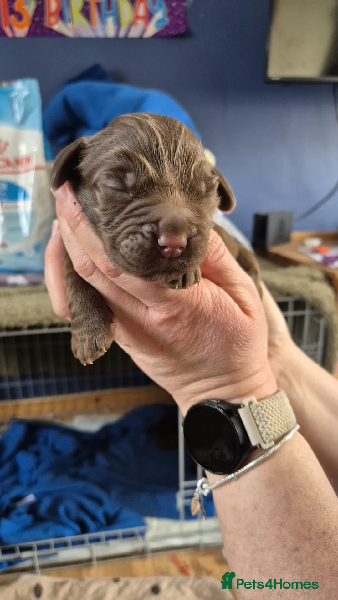 Cocker Spaniel dogs for sale: Cocker Spaniel - Advert 11