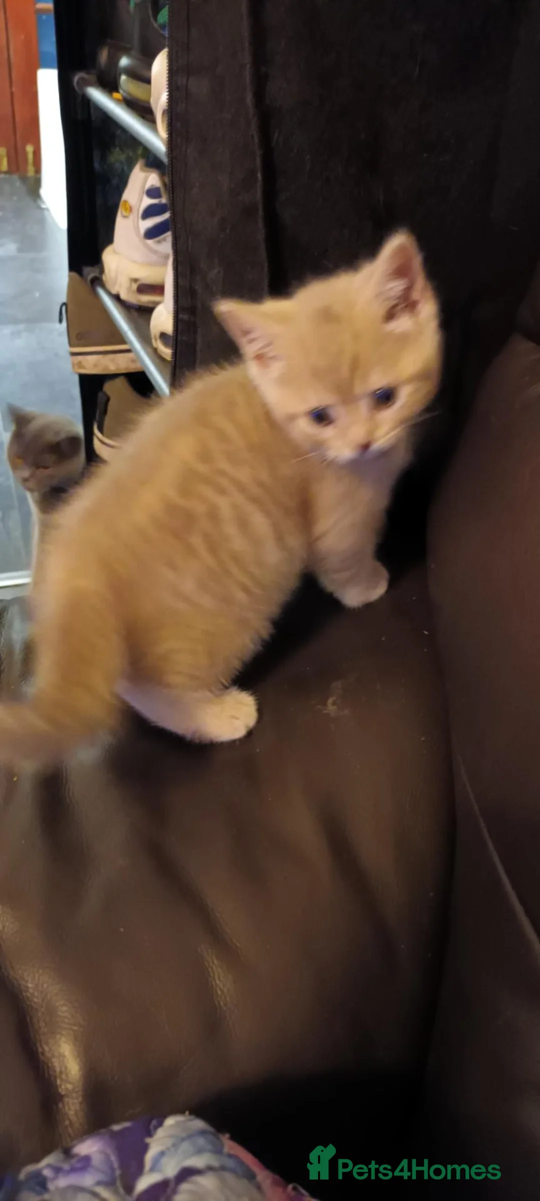 British Shorthair cats for sale: British short hair lilac tabbys - Advert 2