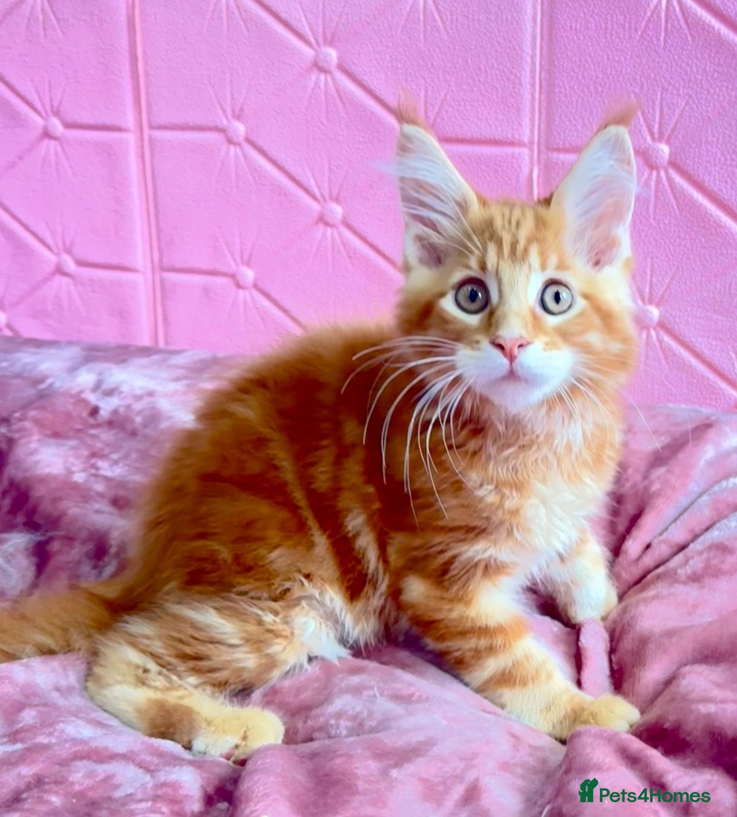 Maine Coon cats Pure breed XXL Maine Coon kittens  - Advert 16