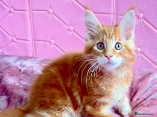 Maine Coon cats Pure breed XXL Maine Coon kittens - Advert 16
