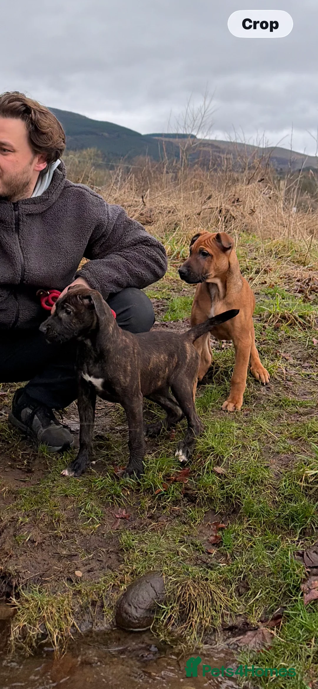 Mixed Breed dogs for sale: 15 weeks old terrier girl - Advert 5