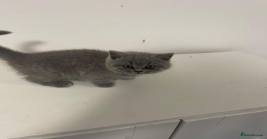 British Shorthair cats - Advert 2