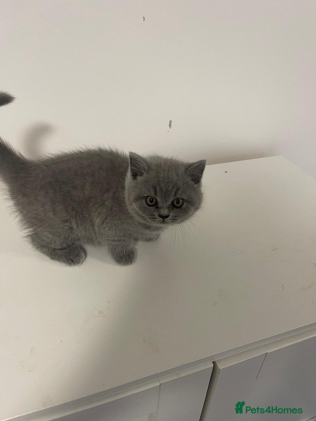 British Shorthair cats for sale: Adorable BSH 9 Weeks Old Ready for Forever Homes - Image 2