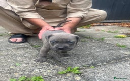 Cane Corso dogs for sale: Cane corso puppy - Image 5