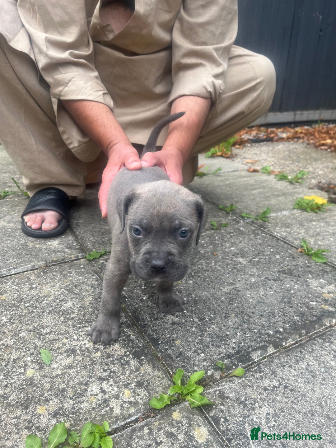 Cane Corso dogs for sale: Cane corso puppy - Image 5