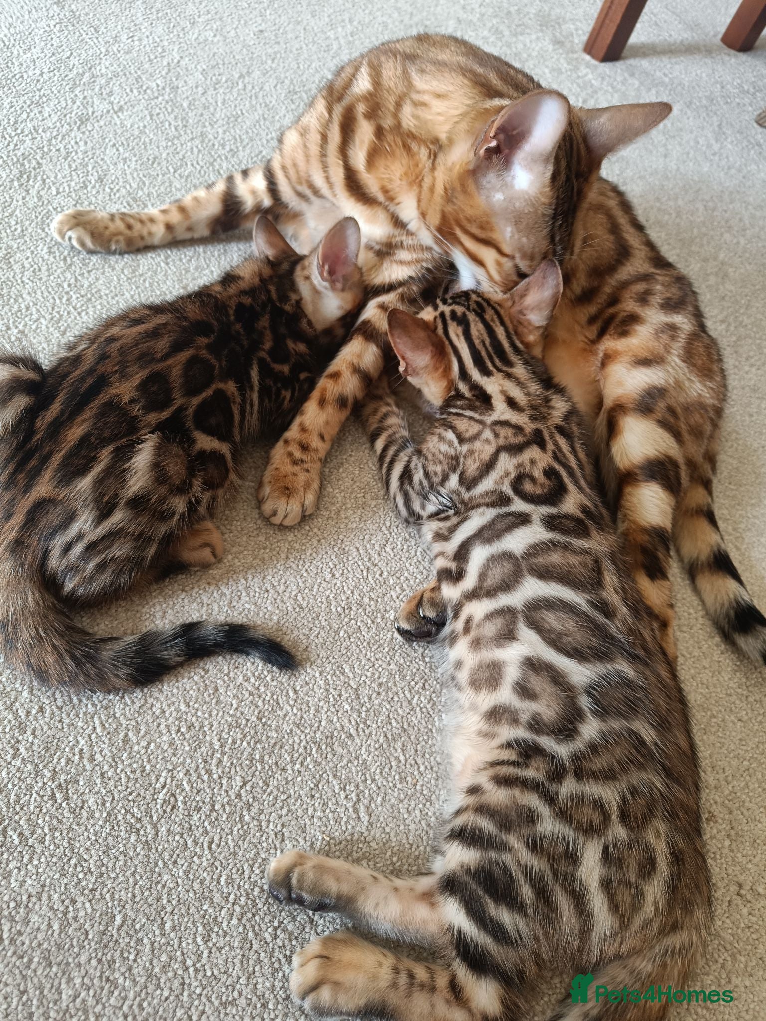 Bengal cats Absolutely beautiful pedigree bengal kittens - Advert 2