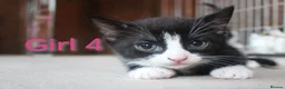 Mixed Breed cats for sale: 💛 kittens 💛 - Advert 9
