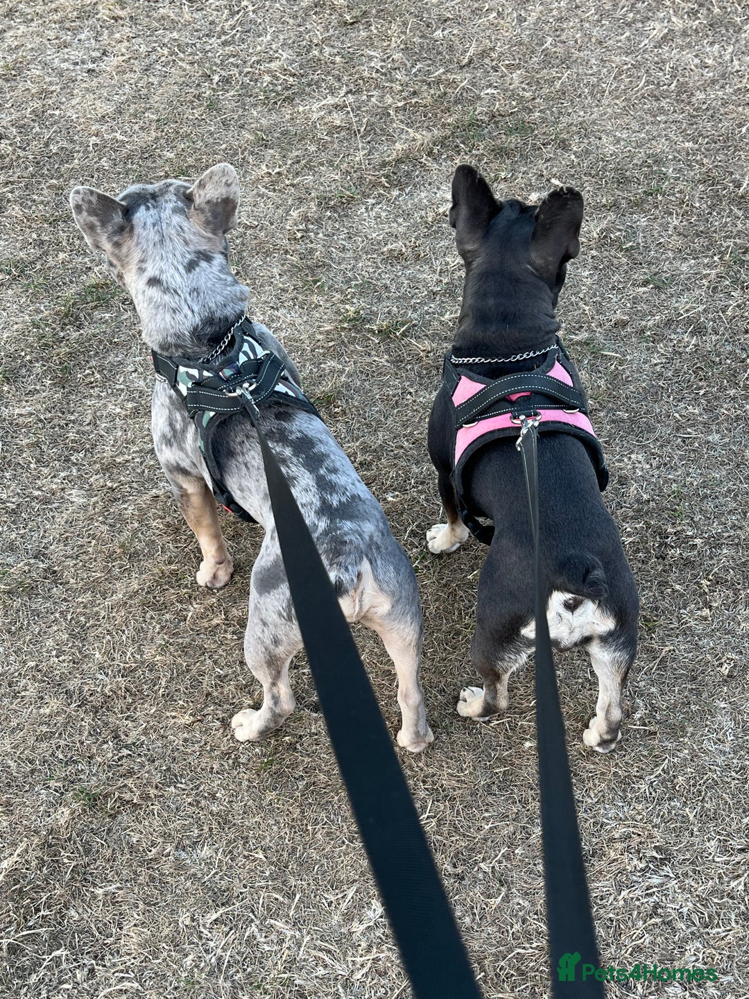 French Bulldog dogs for sale: DWKC Registered French Bulldog puppies for sale - Advert 28