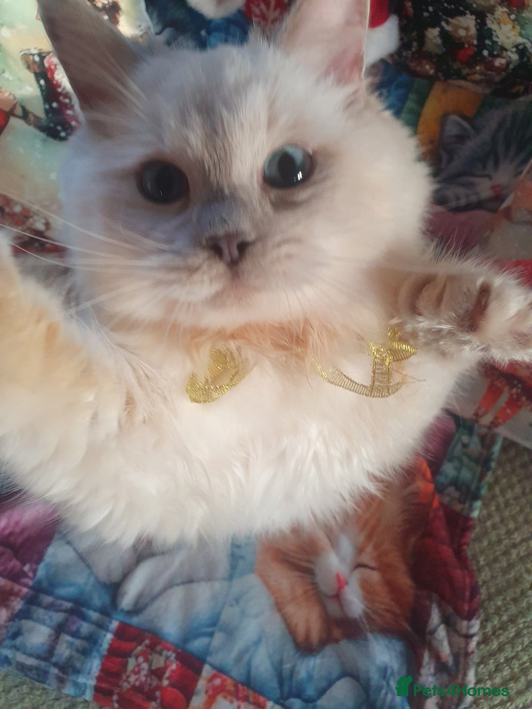 Ragdoll cats for sale: Mink & traditional Ragdolls - Advert 19