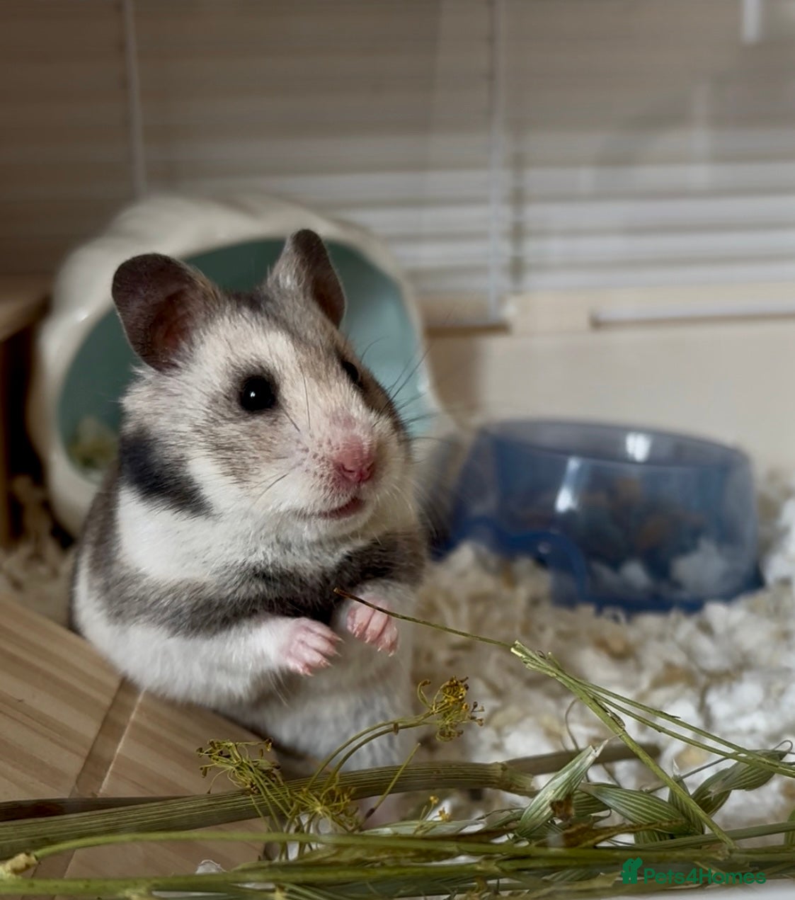 Hamster rodents Syrian hamster  - Advert 8