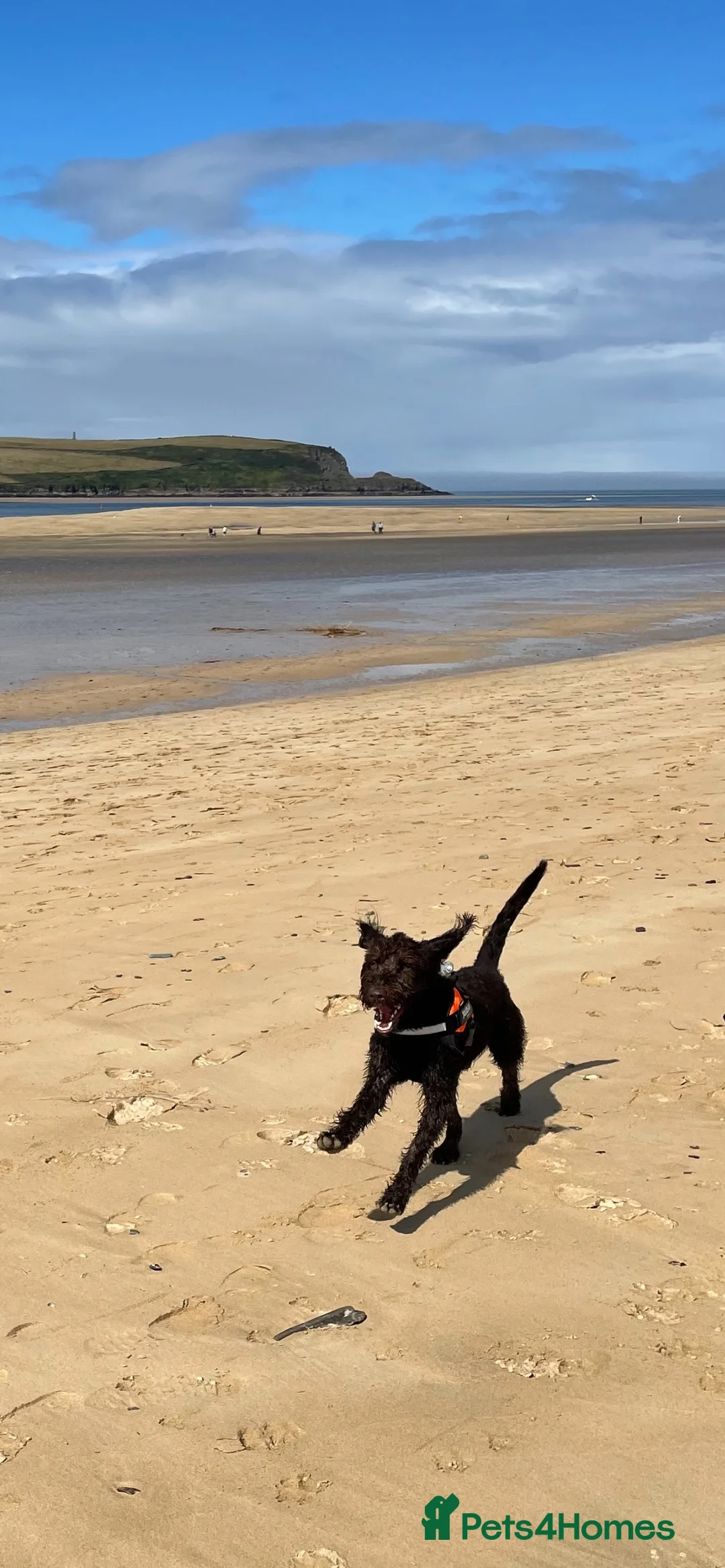 Labradoodle dogs for stud: F1 Labradoodle Stud - Proven in Maidstone - Advert 11