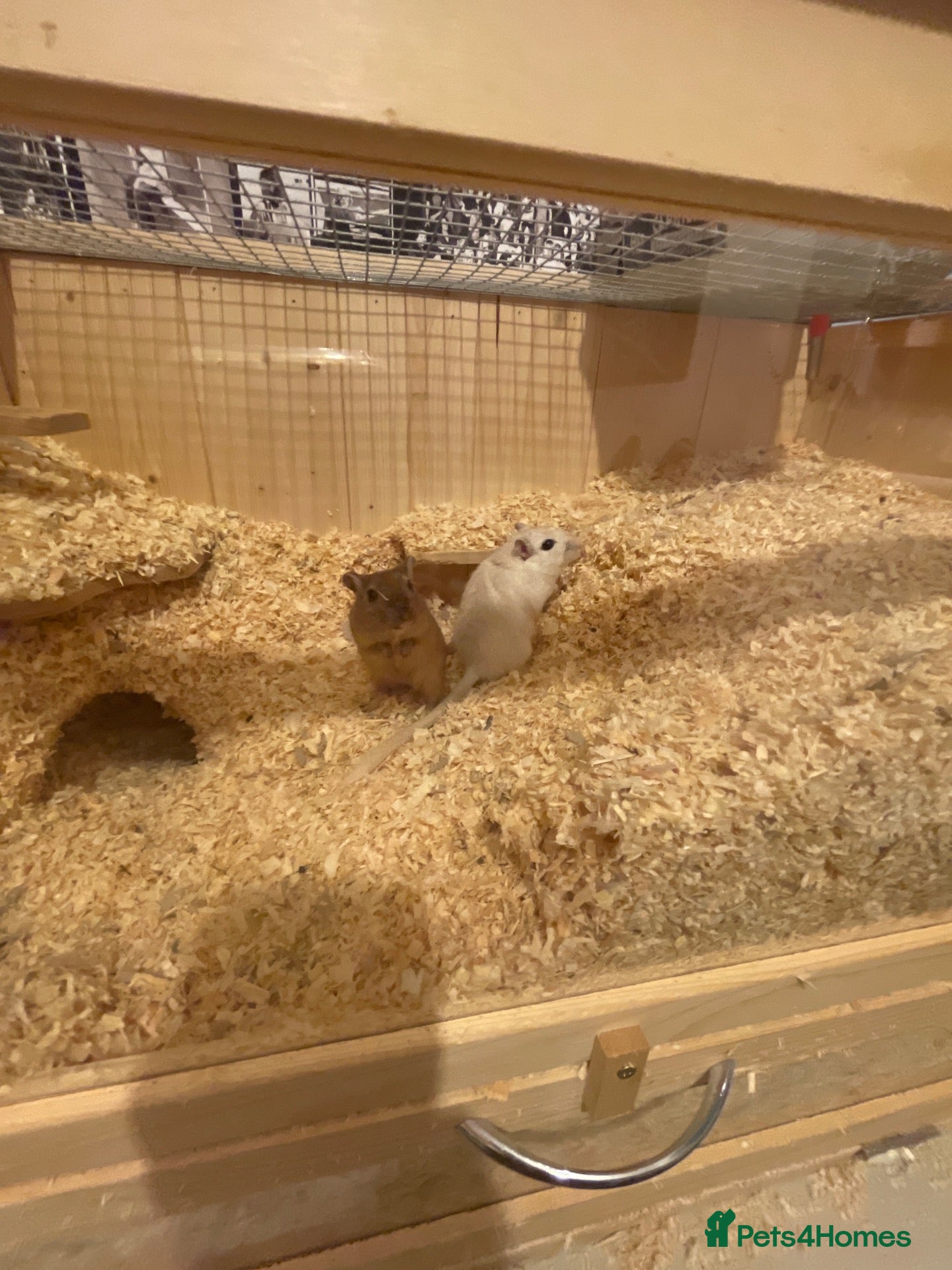 Gerbil rodents 2 female gerbils / cage  - Advert 2