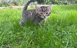 Bengal cats for sale: Bengal x Persian kittens - Image 10
