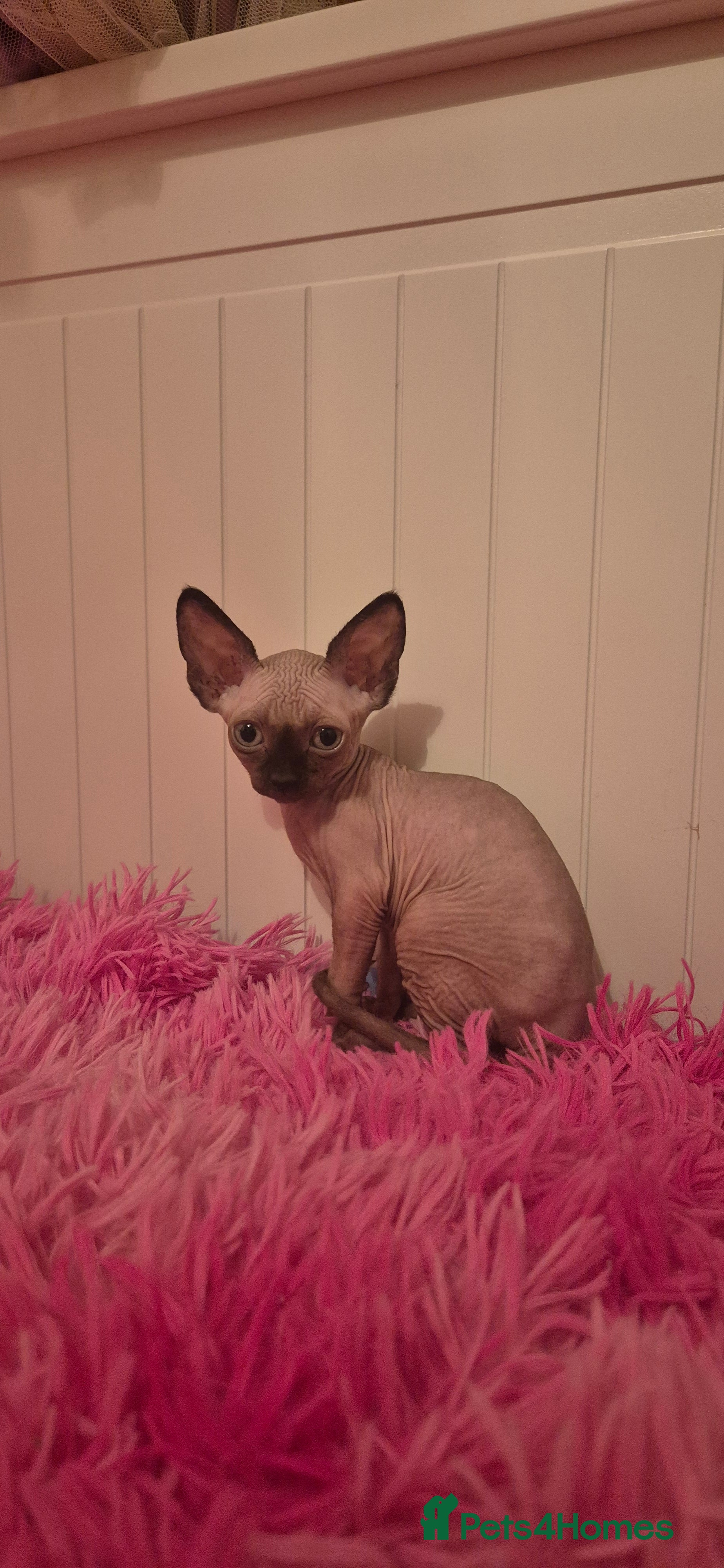 Sphynx cats Black elf and silver elf princesses - Advert 6