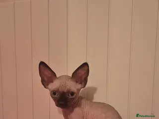 Sphynx cats Black elf and silver elf princesses - Advert 6