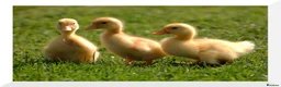 Mixed Breed poultry for sale: Day old duckling for sale   - Advert 2
