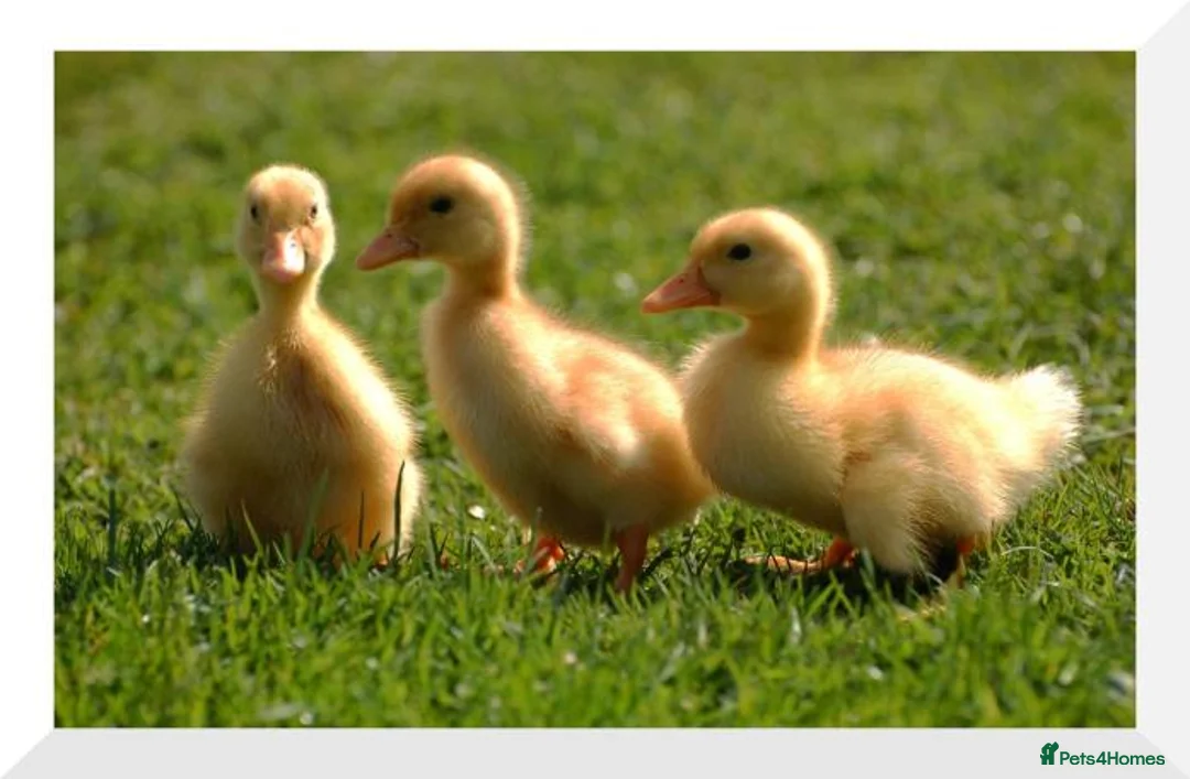 Mixed Breed poultry for sale: Day old duckling for sale   - Advert 2