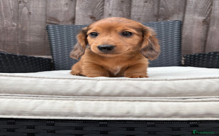 Miniature Dachshund dogs - Advert 1