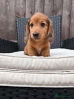 Miniature Dachshund dogs - Advert 1
