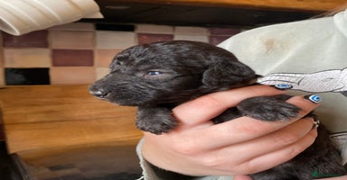 Bedlington Terrier dogs - Advert 13