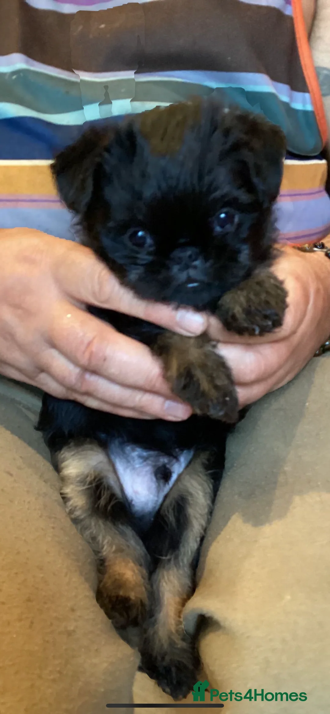 Griffon Bruxellois dogs for sale: Brussel Griffon puppies  - Advert 2