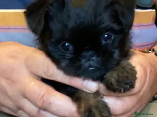 Griffon Bruxellois dogs Brussel Griffon puppies - Advert 1