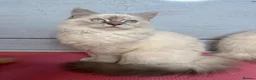 Perdoll cats for sale: ⭐️Ready Now  kittens  - Advert 9